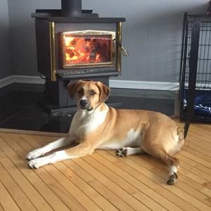 Meet your Posher, Leo